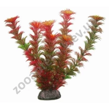 Aquatic Nature - аквариумное растение Акватик Натюр, цвет красно-зеленый, желтый