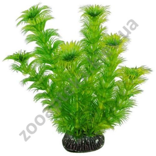 Aquatic Nature - растение аквариумное Акватик Натюр, цвет зеленый