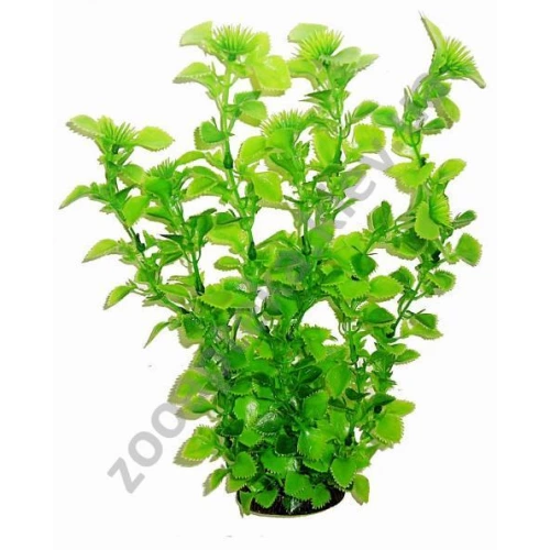 Aquatic Nature - аквариумное растение Акватик Натюр, цвет салатовый