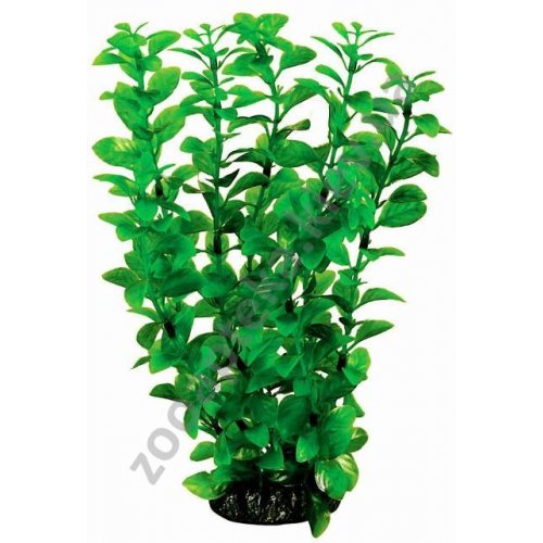 Aquatic Nature - аквариумное растение Акватик Натюр, 29 см х 6 шт/уп