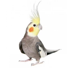 Корелла - австралійський папуга