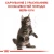 Royal Canin Maine Coon Kitten - корм Роял Канін для кошенят мейн-кунів