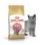 Royal Canin British Shorthair Kitten - корм Роял Канін для кошенят Британських короткошерстих