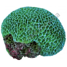 Trixie Coral - декорація Тріксі, корал зелений