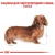 Royal Canin Dachshund Adult - корм Роял Канін для такс