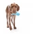 West Paw Tizzi Dog Large - игрушка Вест Пав Тиззи для крупных пород собак