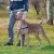 Ferplast Coach - нейлоновая шлея Ферпласт для собак