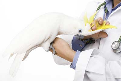 ветеринарные препараты для птиц