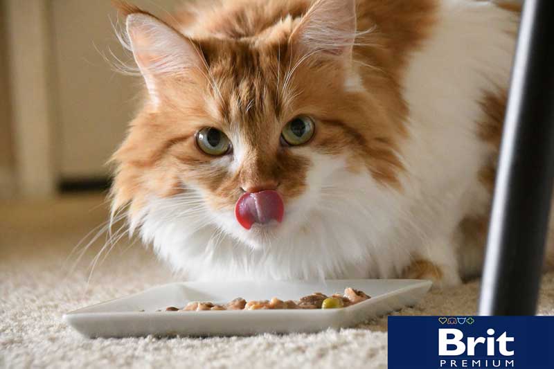 консервы для кошек Brit Premium купить