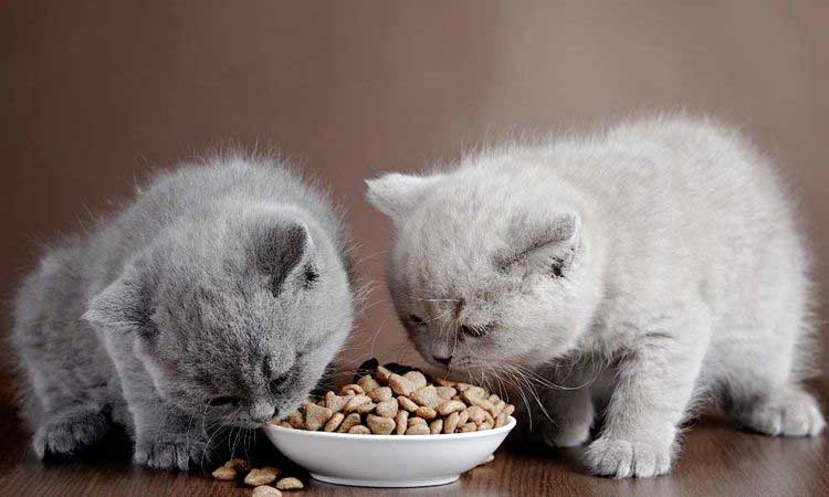 сухой корм для кошек go