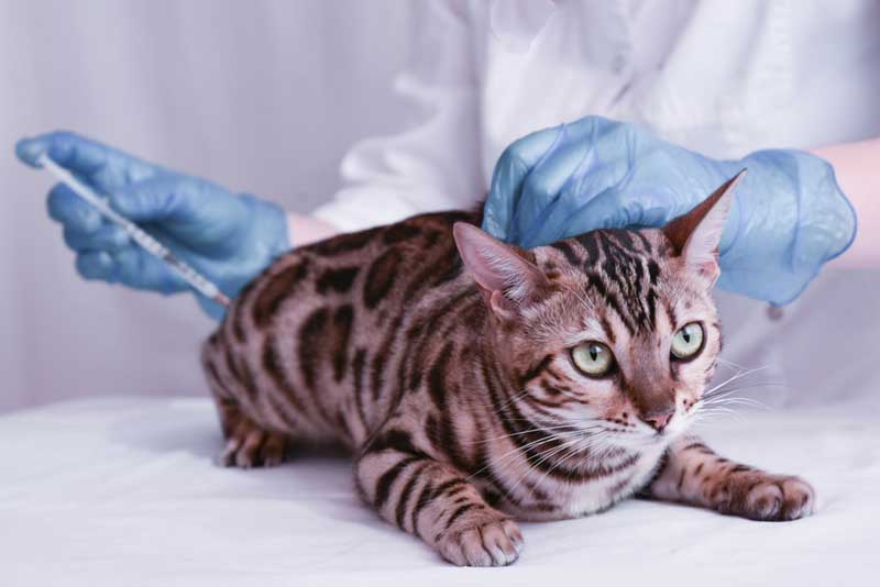 препараты для иммунной системы кошек
