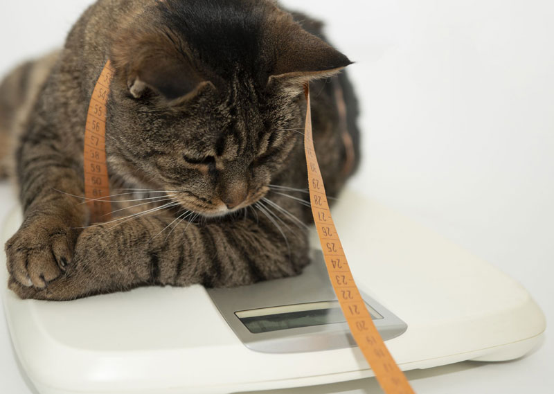 корма для кошек с избыточным весом