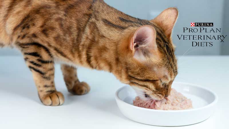 диетические консервы для кошек Purina Pro Plan