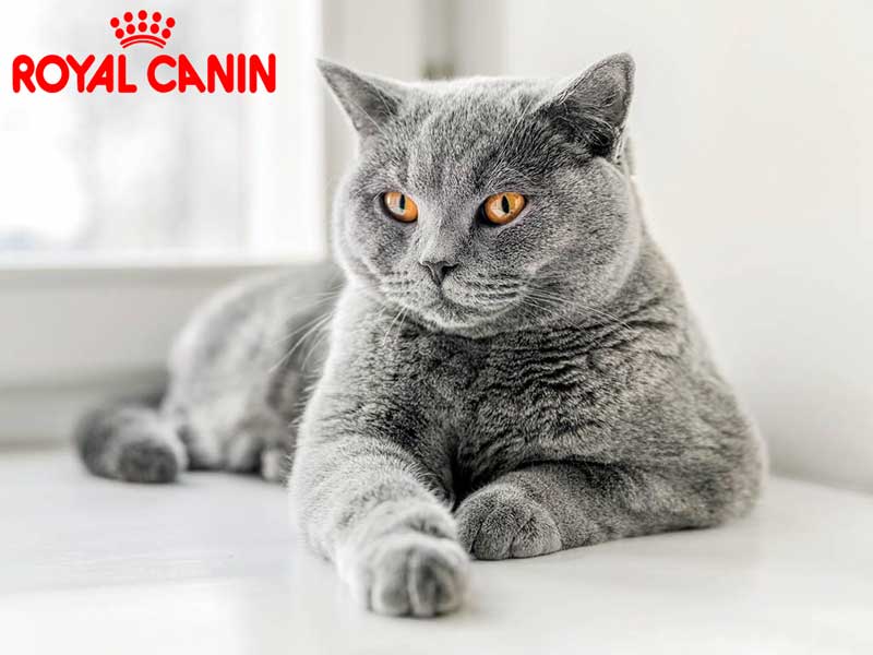 Royal Canin суперпреміум сухий корм для кішок у Києві