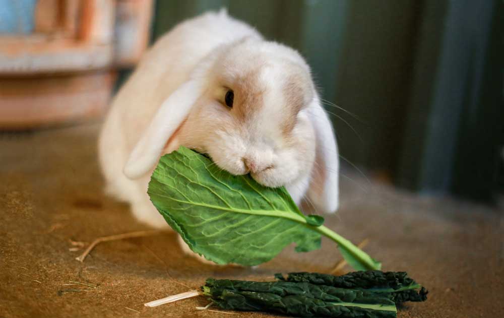 Чем кормить домашнего кролика